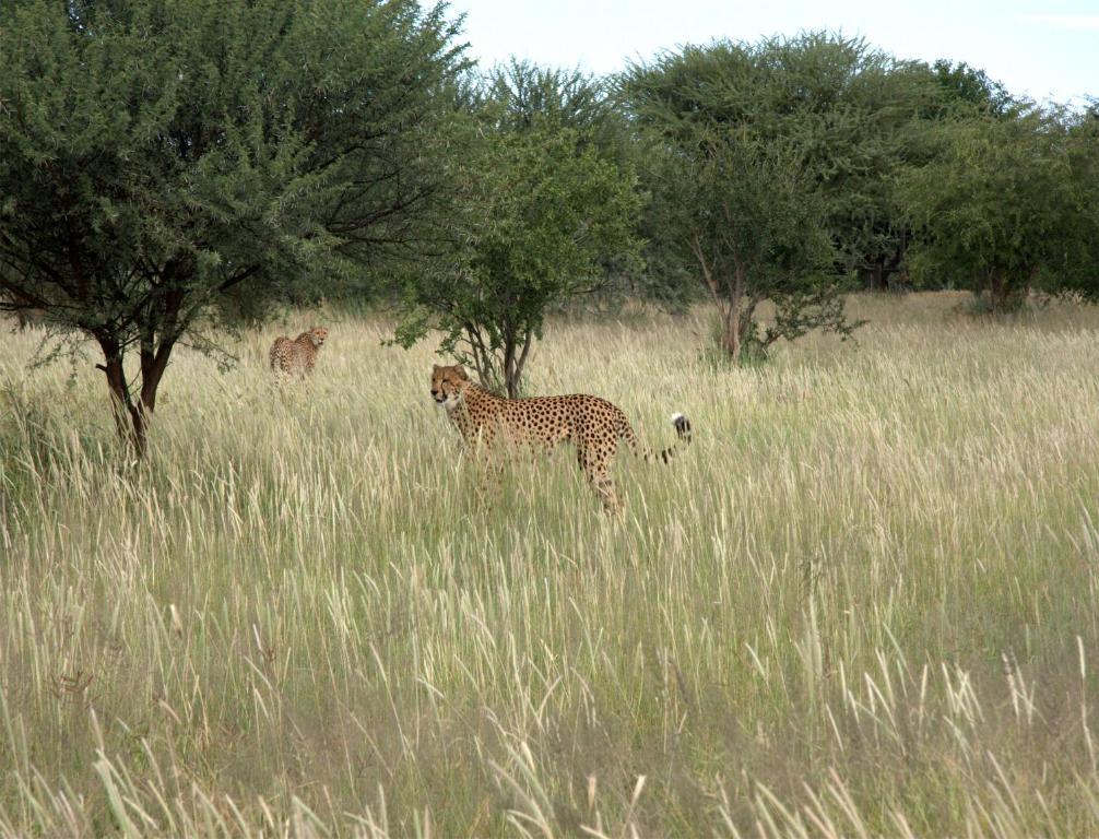Villa Mokuti Etosha à Namutoni Extérieur photo
