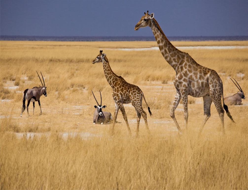 Villa Mokuti Etosha à Namutoni Extérieur photo