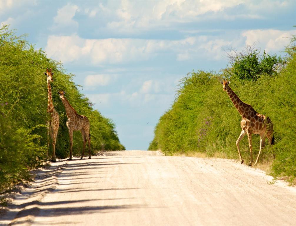 Villa Mokuti Etosha à Namutoni Extérieur photo